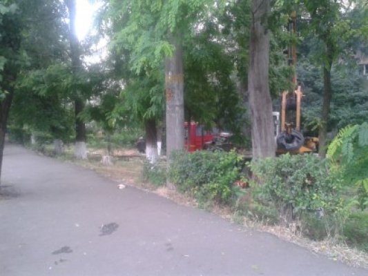 Copaci din Constanţa, raşi de pe faţa pământului